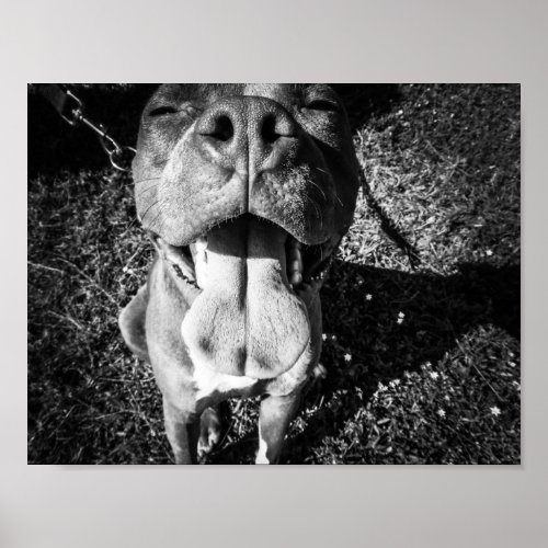 Smiling PitBull Poster