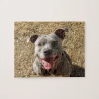 Happy Smiling Pitbull Jigsaw Puzzle