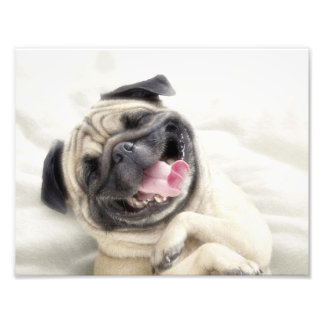 Smiling pug.Funny pug Photo Print