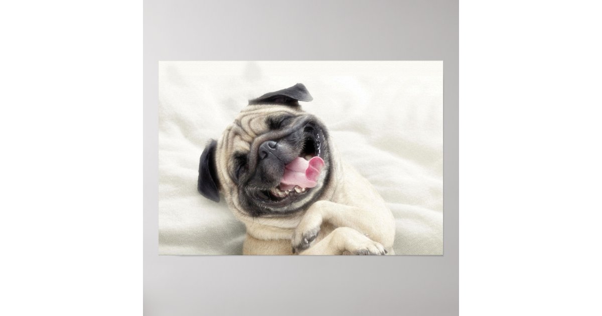 smiling pug funny pug