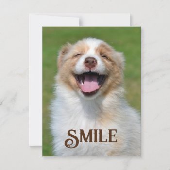Smiling Puppy Dog Funny Animal Smile Postcard by azlaird at Zazzle