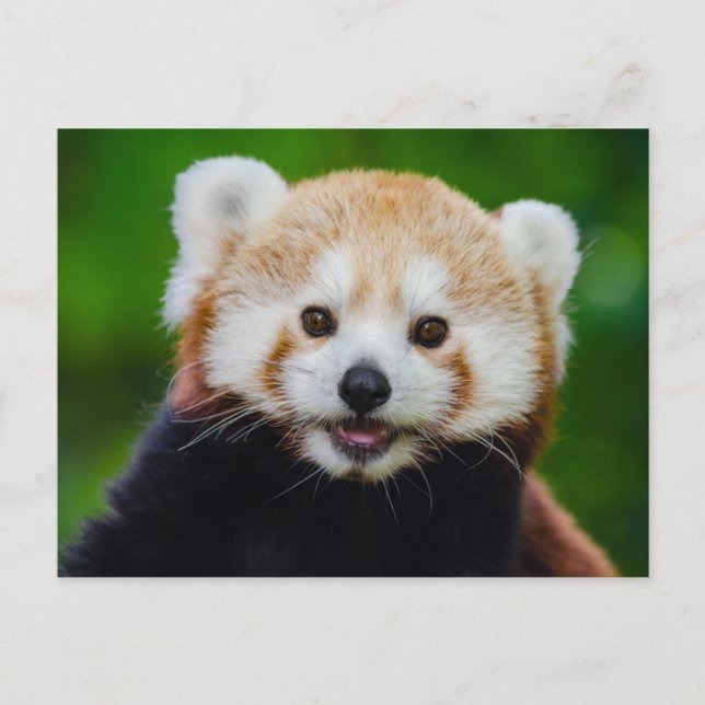 Smiling Red Panda Photo Postcard (Front)