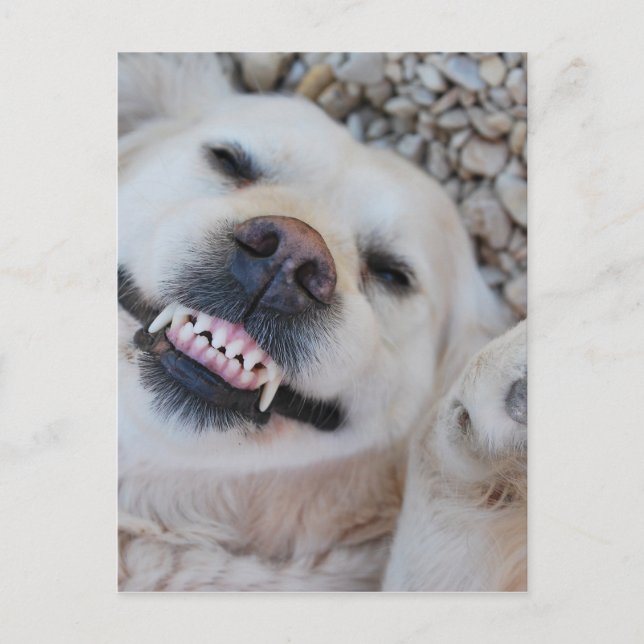 Smiling retriever postcard (Front)