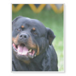 Smiling Rottweiler Temporary Tattoos