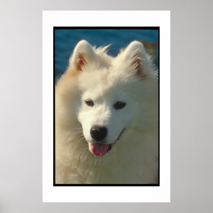 Smiling Samoyed Poster