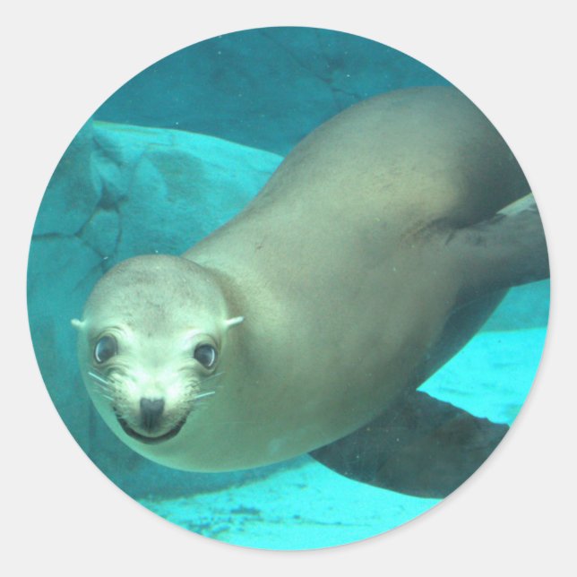 Smiling Sea Lion - Saint Louis Zoo Classic Round Sticker (Front)