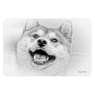 Smiling Shiba Inu dog Magnet
