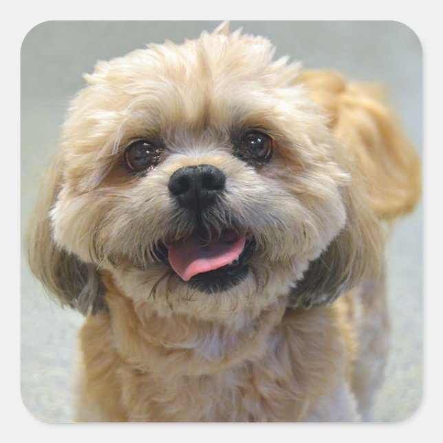 Smiling Shih Tzu Dog Square Sticker (Front)