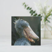 Smiling Shoebill (Standing Front)