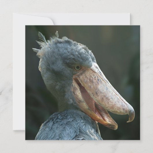 Smiling Shoebill (Front)