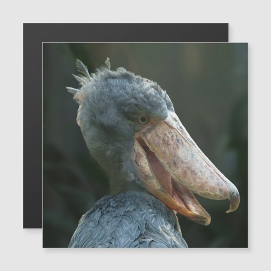 Smiling Shoebill (Front/Back)