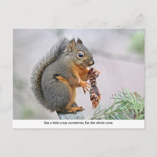 Smiling Squirrel Eating Pine Cone Postcard