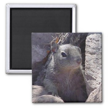 Smiling Squirrel Magnet by poozybear at Zazzle