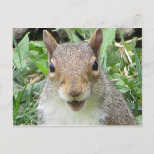 Smiling Squirrel Postcard