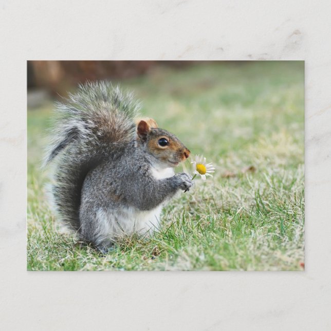 smiling squirrel with daisy postcard (Front)