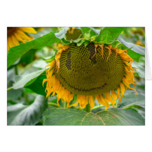 Smiling Sunflower Cards