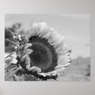 Smiling Sunflower Floral Black And White Poster