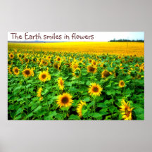 Smiling sunflowers by TDGallery