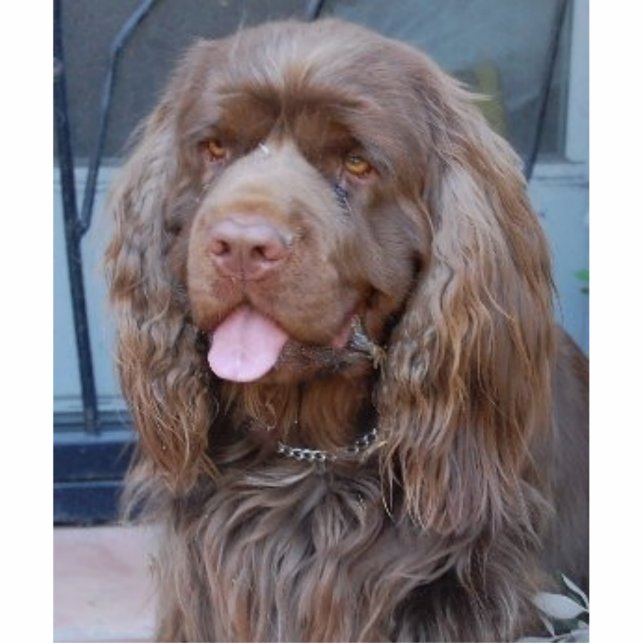SMILING SUSSEX SPANIEL CUTOUT (Front)
