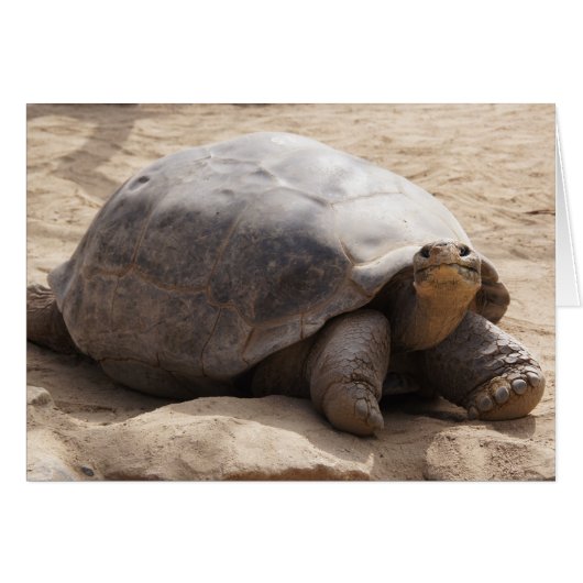 Smiling Tortoise Blank Card (Front Horizontal)