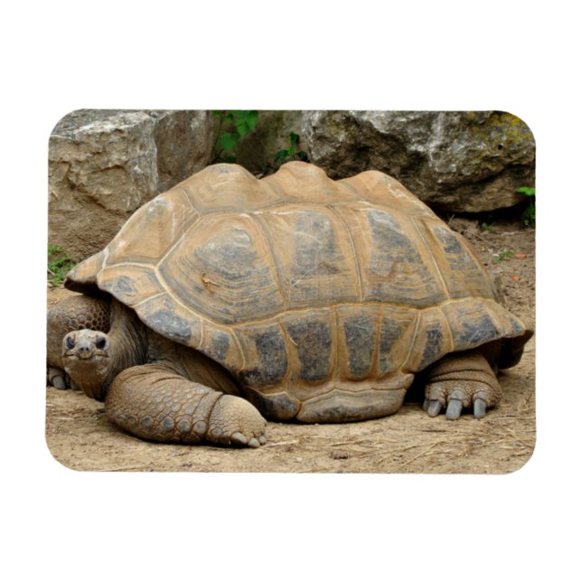 Smiling Tortoise  Magnet (Horizontal)
