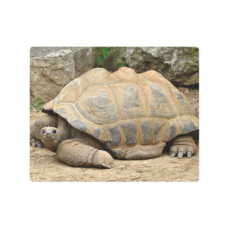 Smiling Tortoise Metal Print