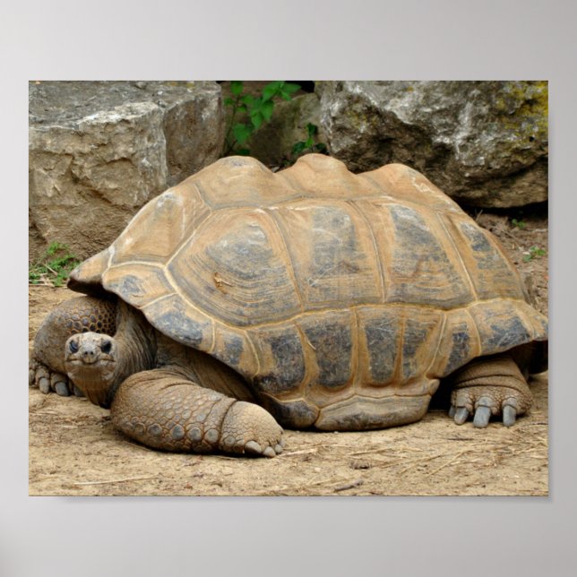 Smiling Tortoise Poster (Front)