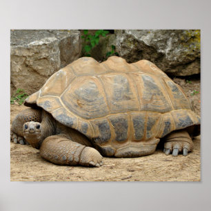 Smiling Tortoise  Poster