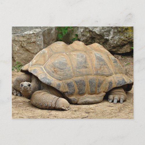 Smiling Tortoise Thank You Card