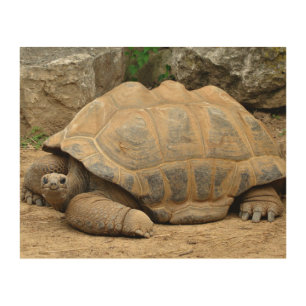 Smiling Tortoise Wood Wall Art