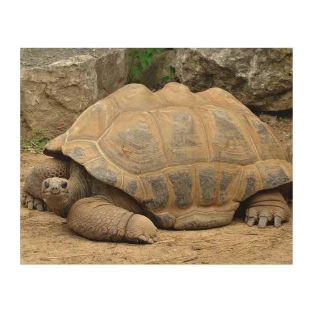 Smiling Tortoise  Wood Wall Art (Front)