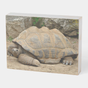 Smiling Tortoise Wooden Box Sign