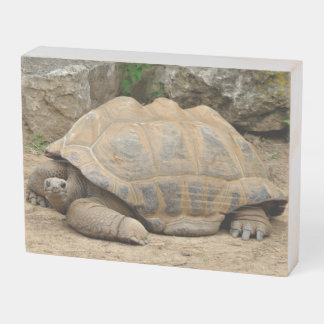Smiling Tortoise Wooden Box Sign