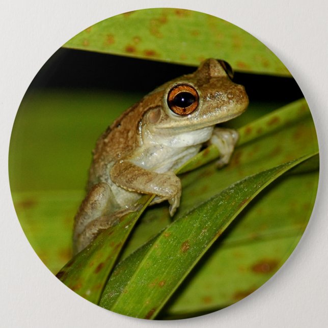 Smiling tree frog Button (Front)