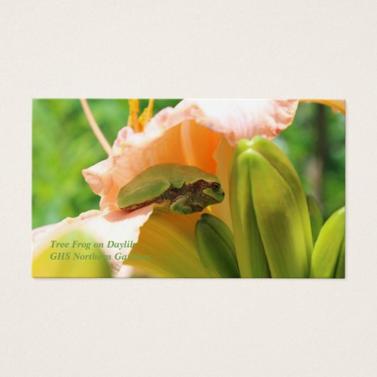 Smiling Tree Frog Pink Lily (Front)