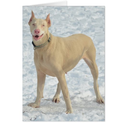 Smiling White Doberman Cards (Front)