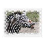Smiling Zebra Postcard