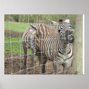 Smiling Zebra Poster