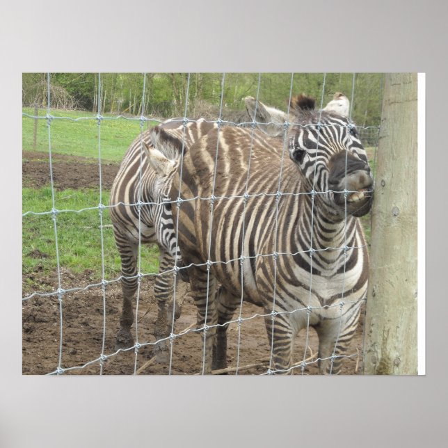 Smiling Zebra Poster (Front)
