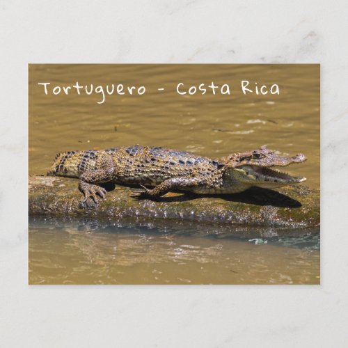 Smilling crocodile in Tortuguero _ Costa Rica Postcard