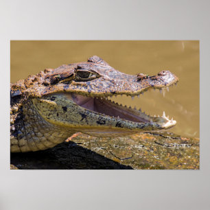 Smilling crocodile in Tortuguero - Costa Rica Poster