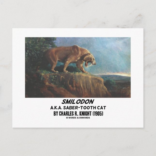 Smilodon (A.K.A. Saber-Tooth Cat) Knight (1905) Postcard (Front)
