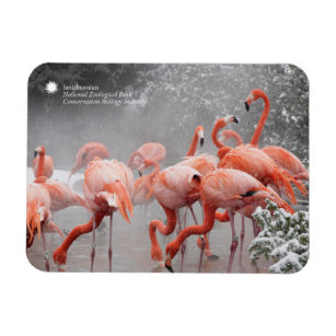 Smithsonian   Flamingos In The Snow Magnet
