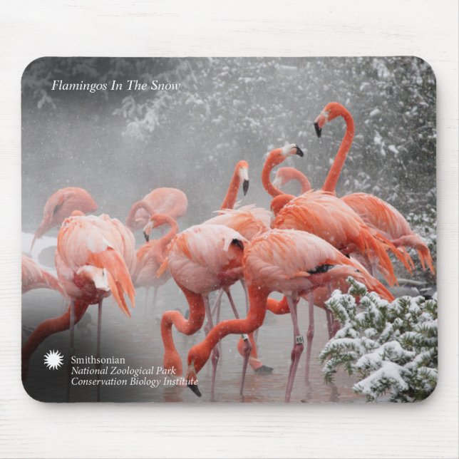 Smithsonian | Flamingos In The Snow Mouse Pad (Front)
