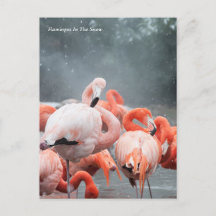 Smithsonian Flamingos In The Snow Postcard