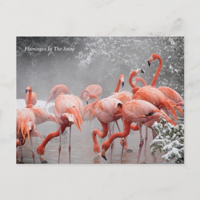 Smithsonian | Flamingos In The Snow Postcard (Front)
