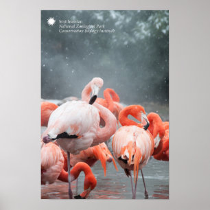 Smithsonian Flamingos In The Snow Poster