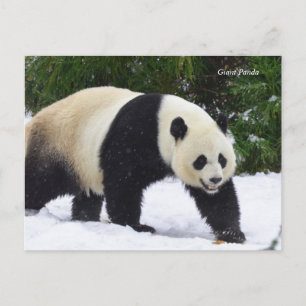 Smithsonian   Giant Pandas In The Snow Postcard