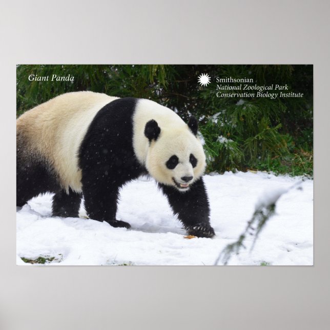 Smithsonian | Giant Pandas In The Snow Poster (Front)