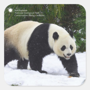 Smithsonian Giant Pandas In The Snow Square Sticker